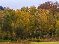 Buchafilzrand mit herbstlichen Birken